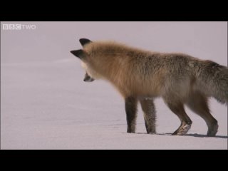 in winter, a fox catches mice under the snow from depths of up to 1 5 meters